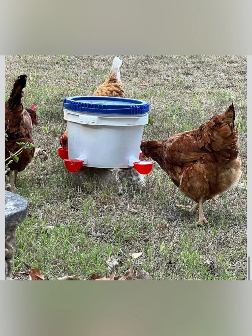 New Open Bag 12pack Chicken Waterer Cups, Poultry Water Feeder with Drill Bit